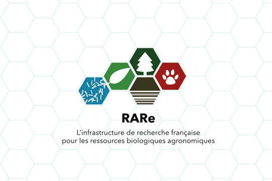 Présentation du réseau RARe