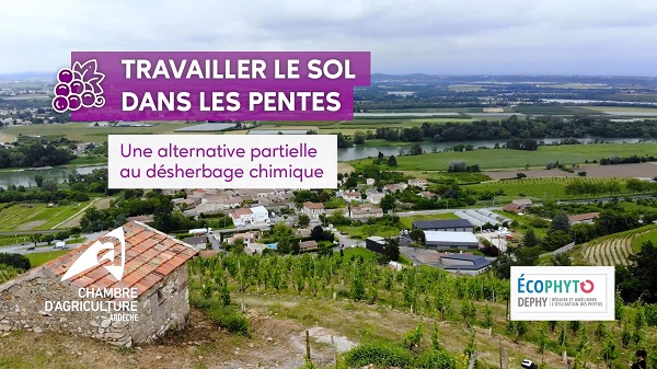 Pratiques agricoles durables en viticulture