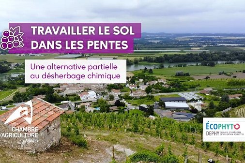 Pratiques agricoles durables en viticulture
